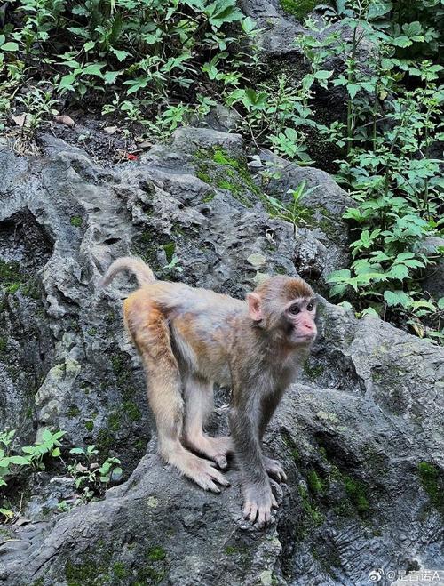 黔灵山公园10月1号能进去玩吗「黔灵山的猴子」 山泉水